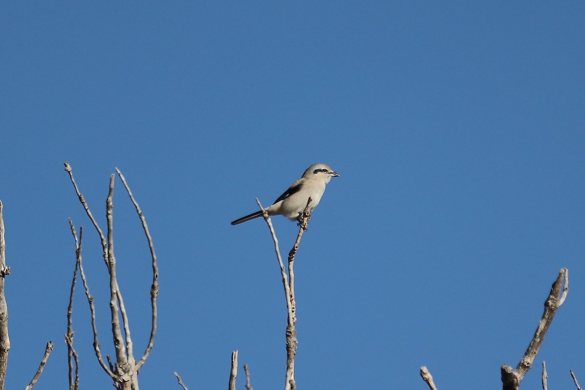 ťuhýk severní - ML644866379