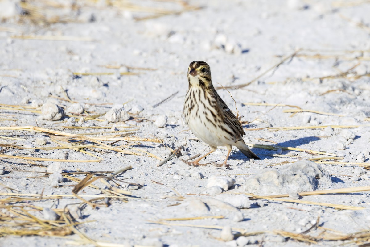 Savannah Sparrow - ML644866403
