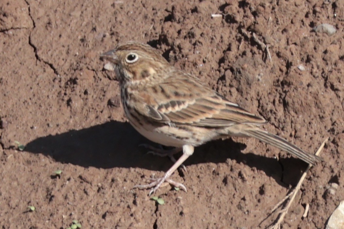 Vesper Sparrow - ML644866404