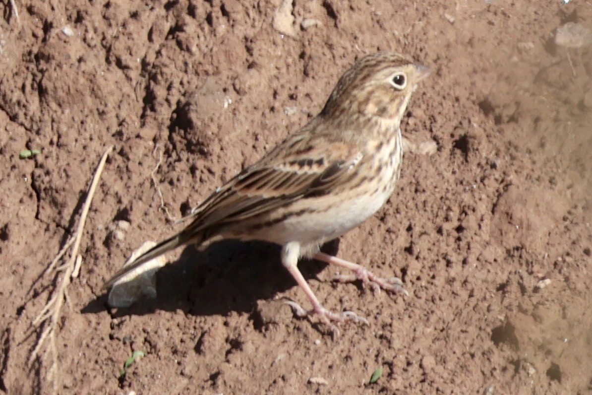 Vesper Sparrow - ML644866411