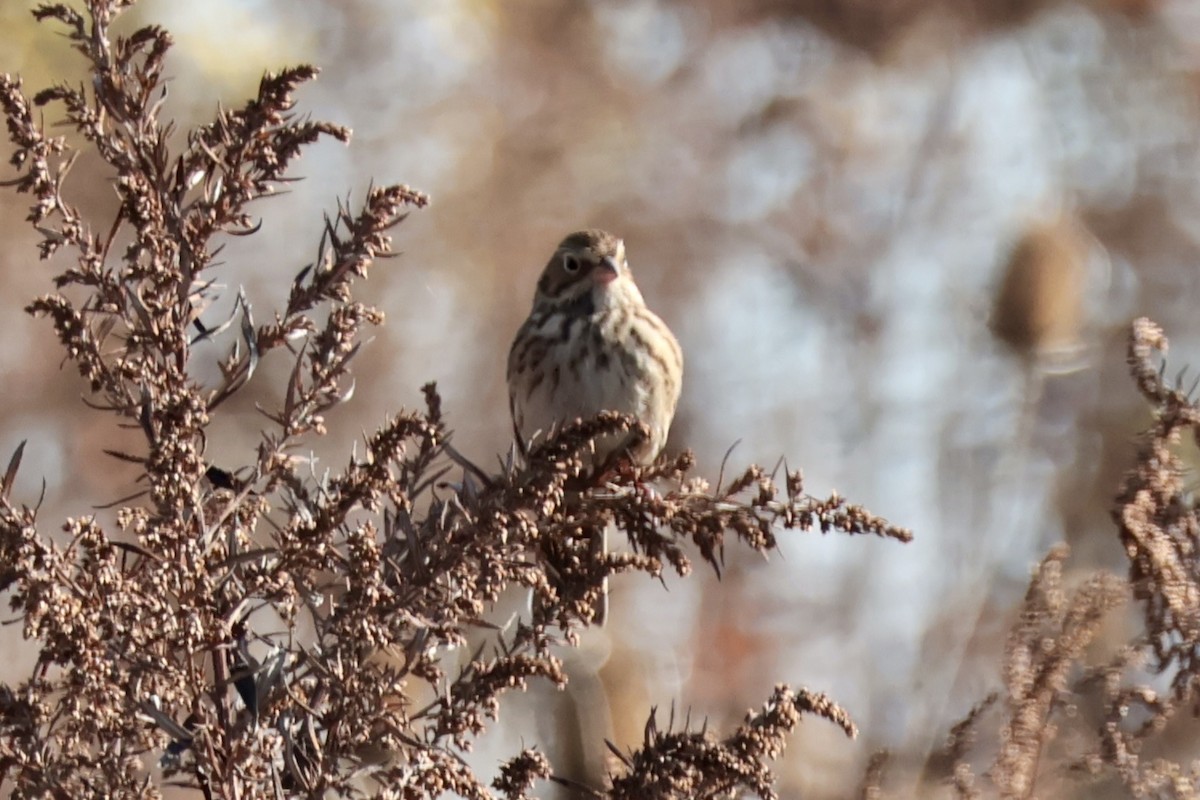 Vesper Sparrow - ML644866415