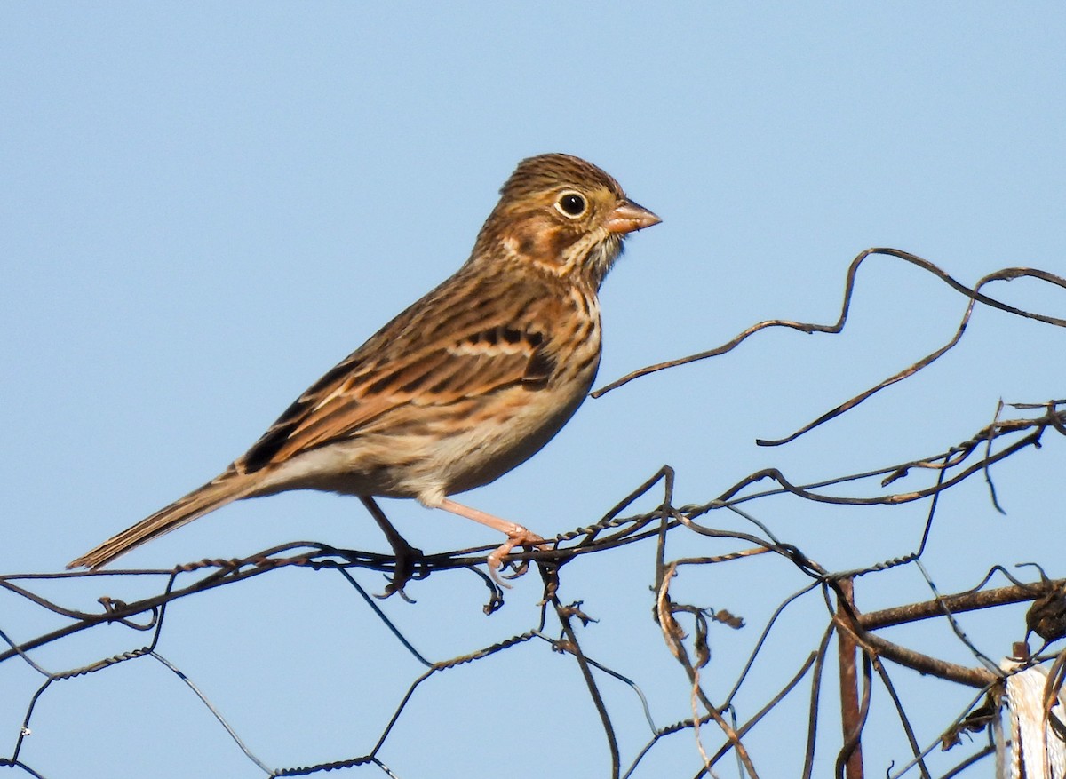 Vesper Sparrow - ML644866417