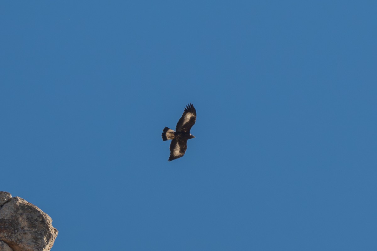 Golden Eagle - ML644866421