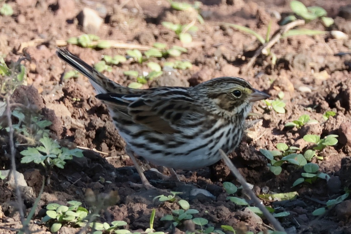 Savannah Sparrow - ML644866424