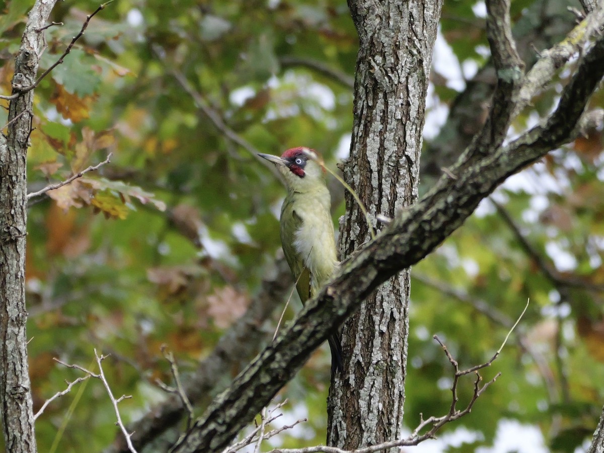 Eurasian Green Woodpecker - ML644866425