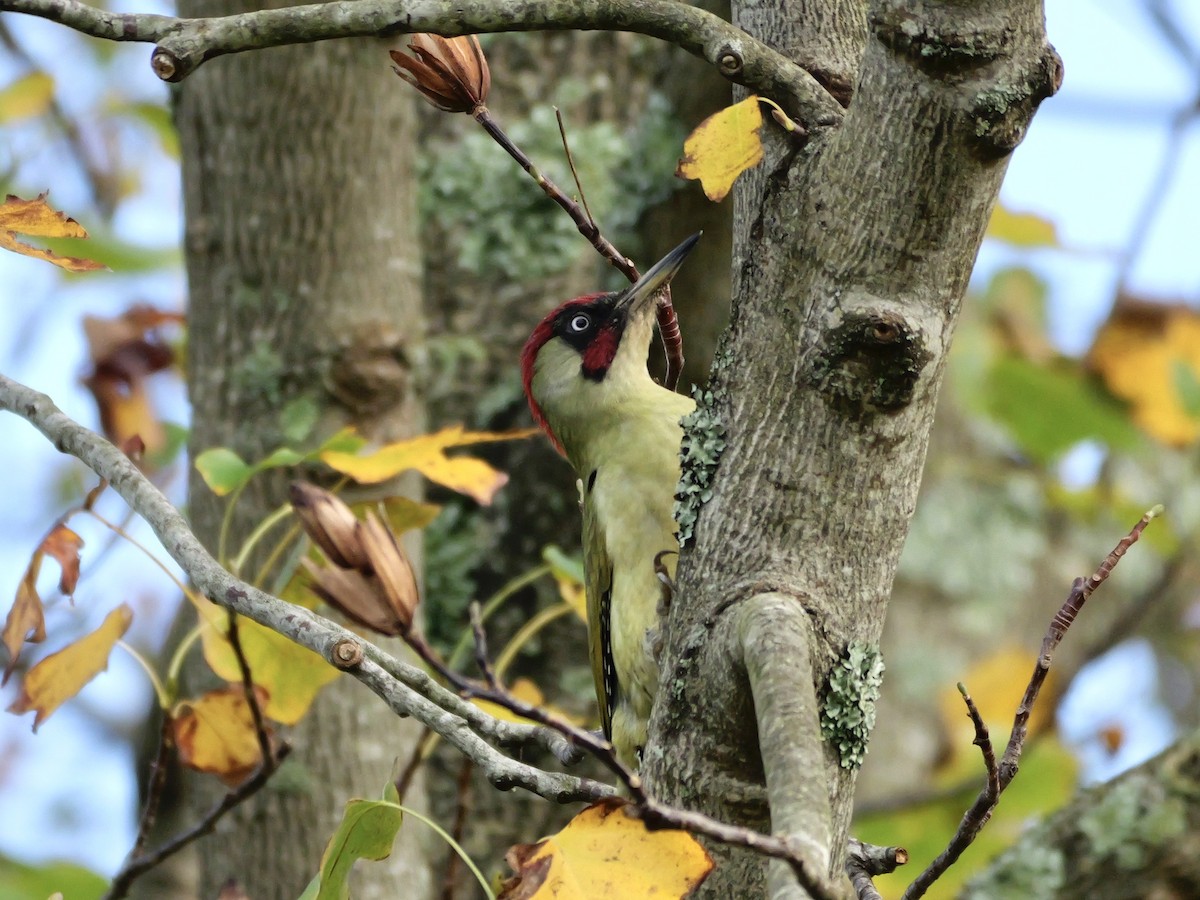 Eurasian Green Woodpecker - ML644866426