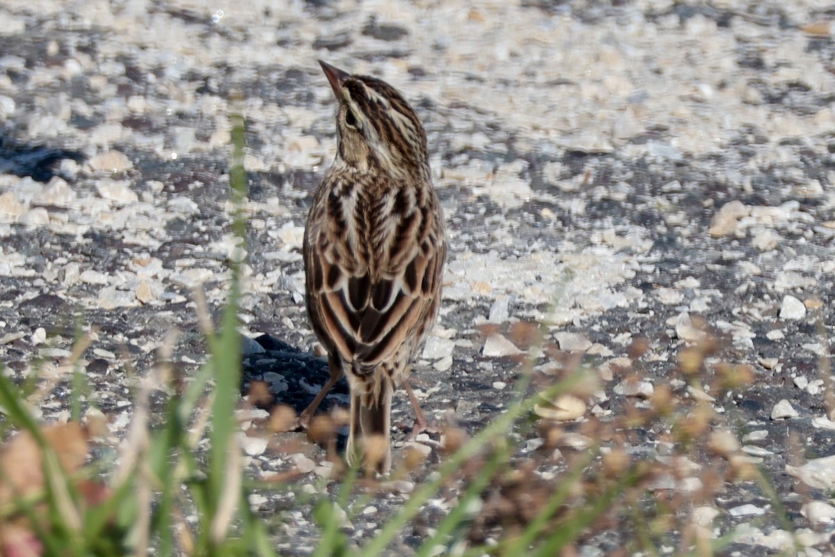 Savannah Sparrow - ML644866427