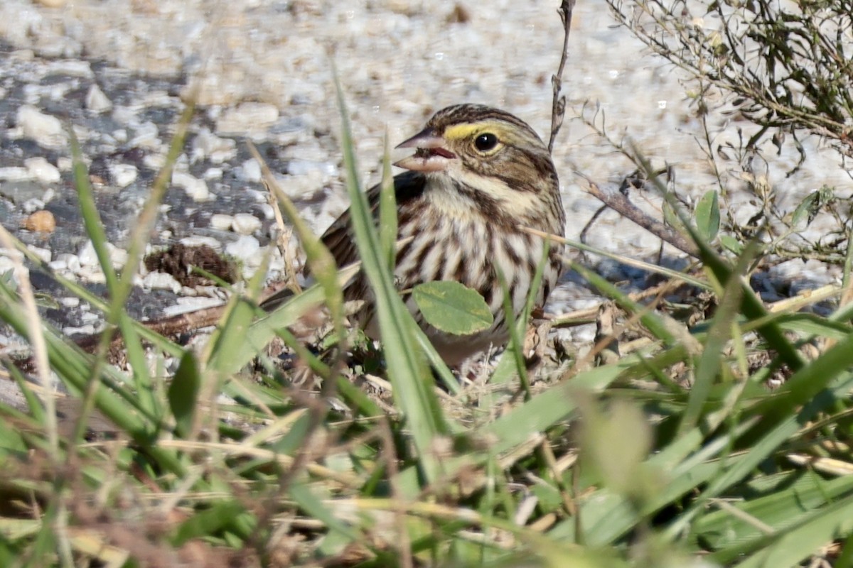 Savannah Sparrow - ML644866430