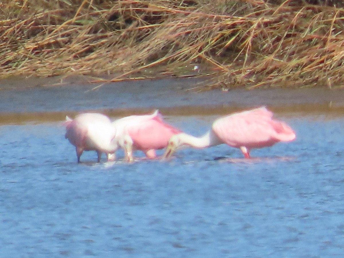 kolpík růžový - ML644866432