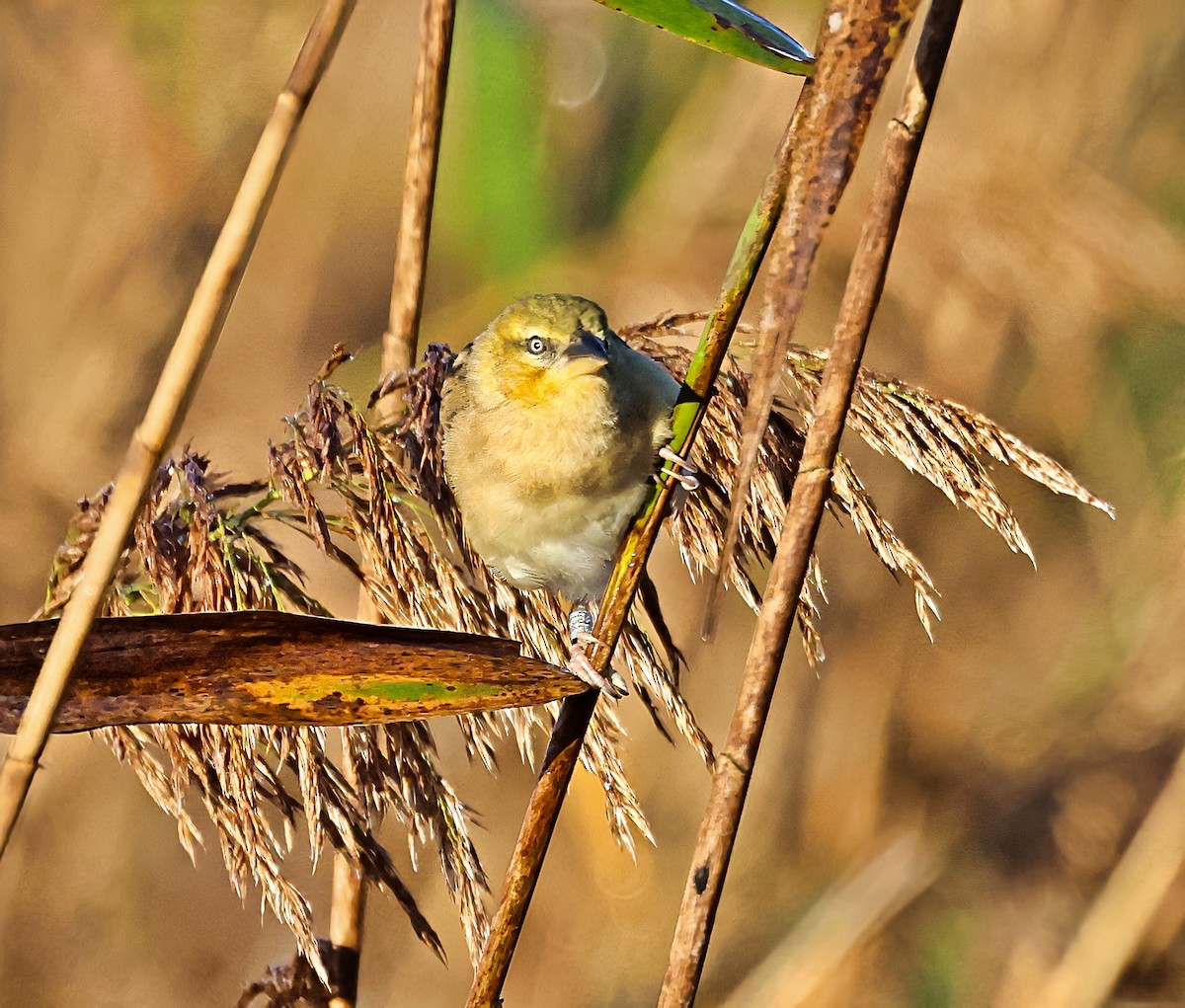 Black-headed Weaver - ML644866434