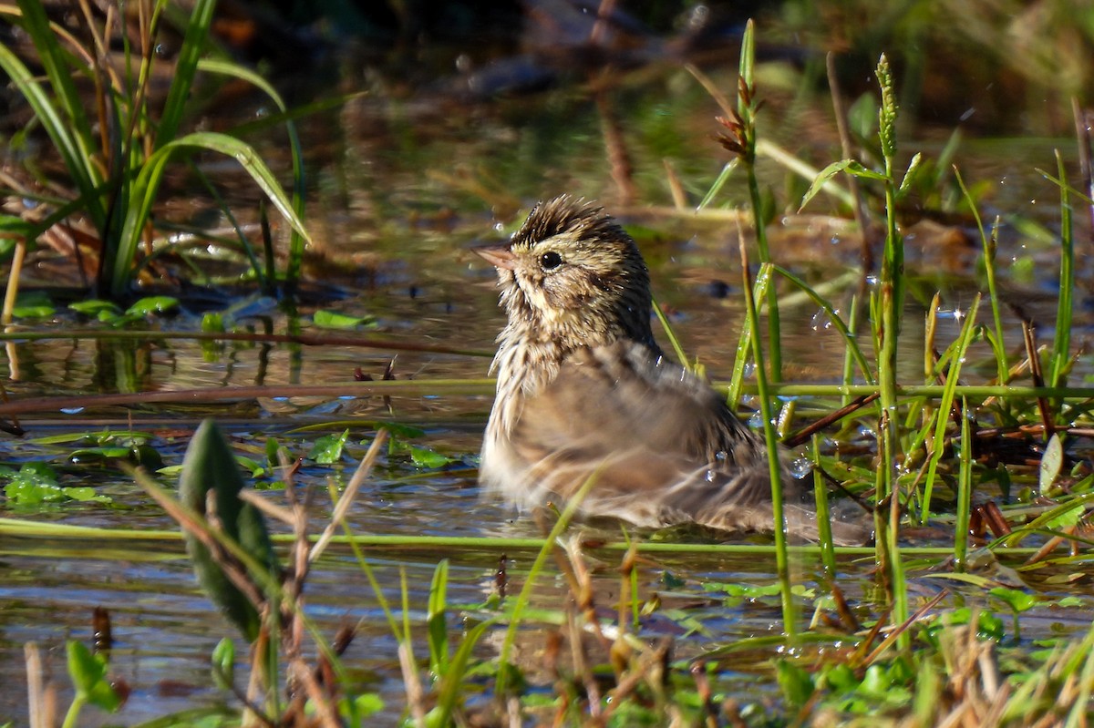 Savannah Sparrow - ML644866438