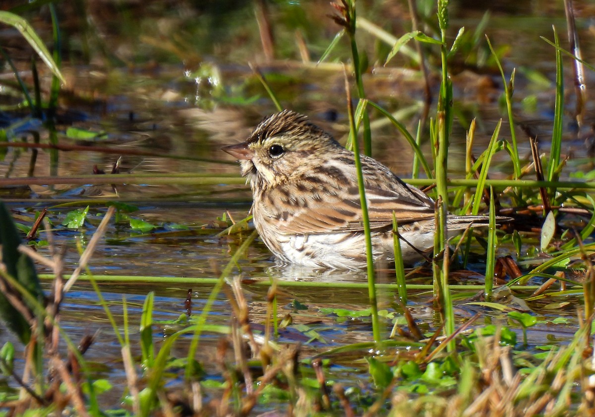 Savannah Sparrow - ML644866439