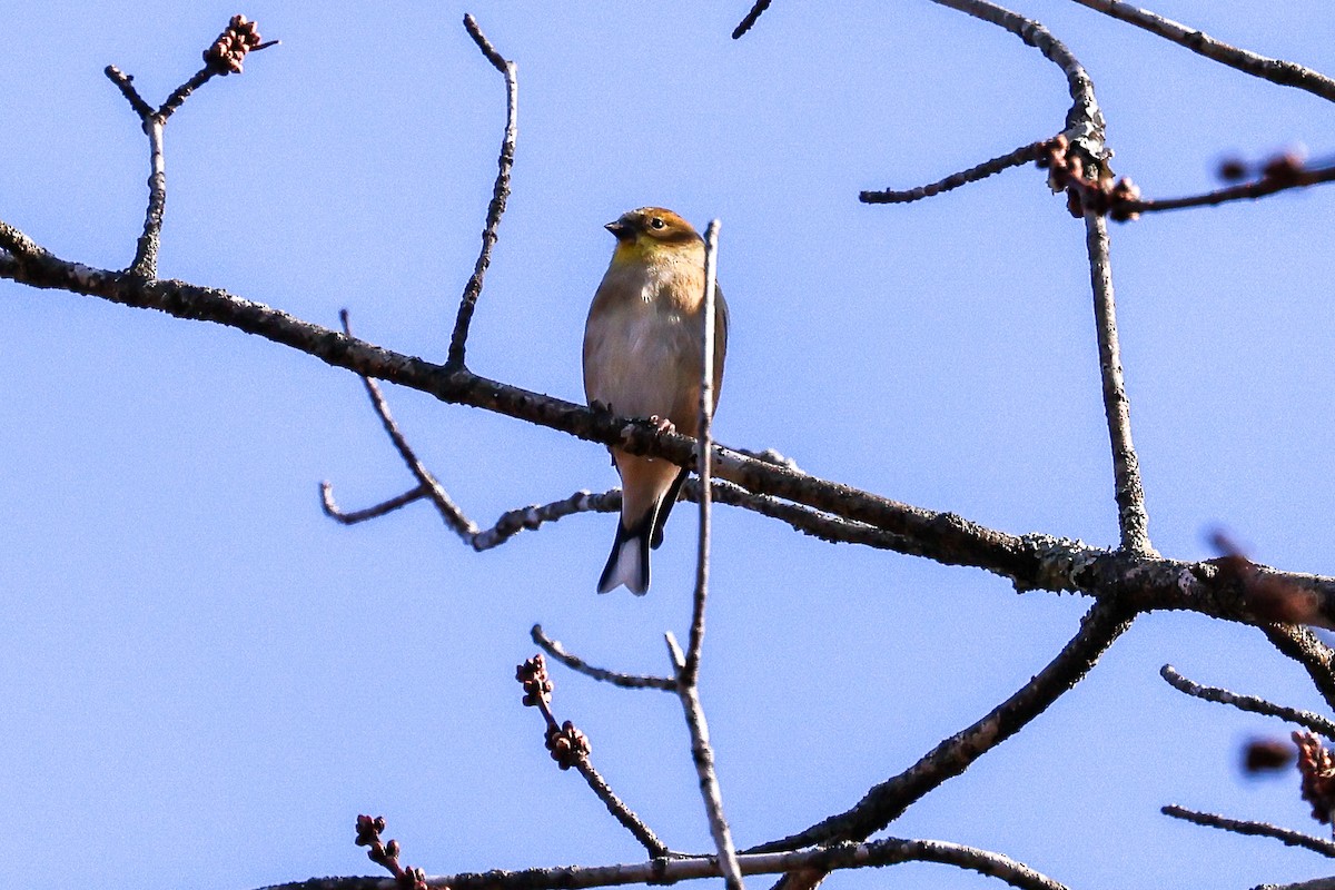 American Goldfinch - ML644866440