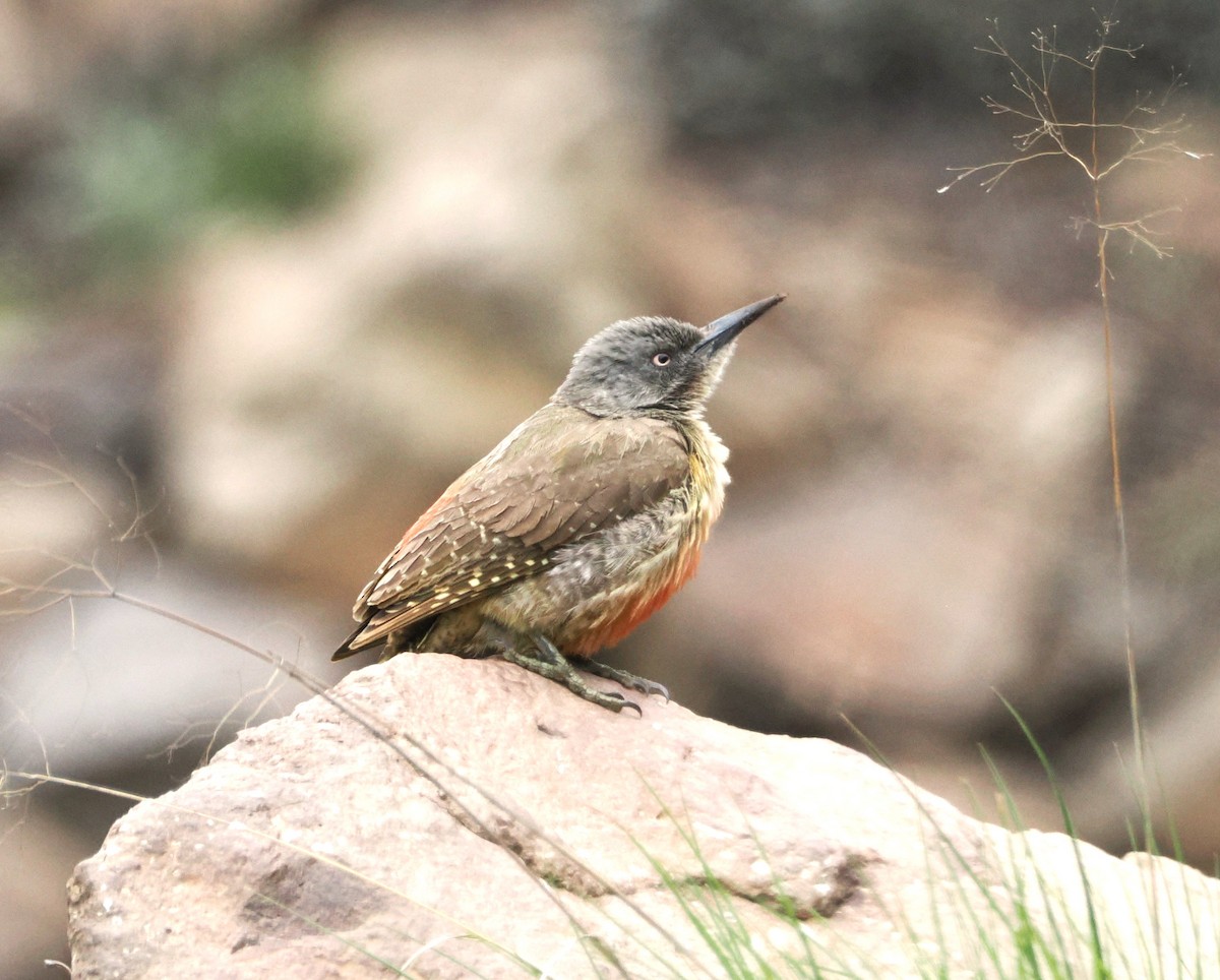 Ground Woodpecker - ML644866442