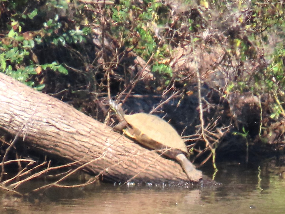 Animals - ML644866461