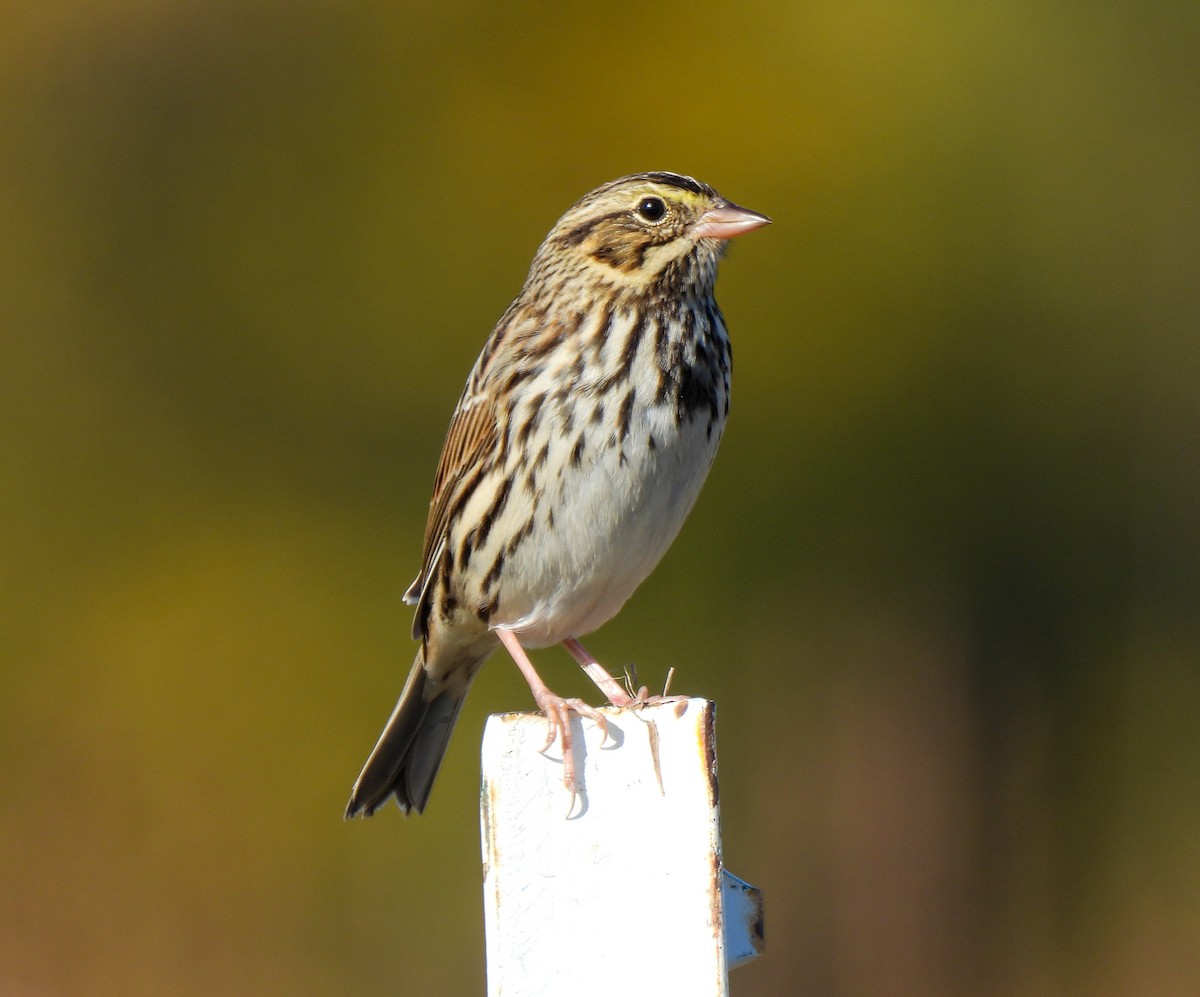 Savannah Sparrow - ML644866462