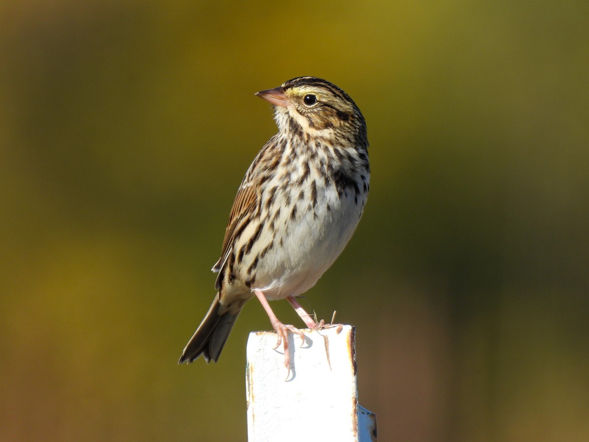 Savannah Sparrow - ML644866463