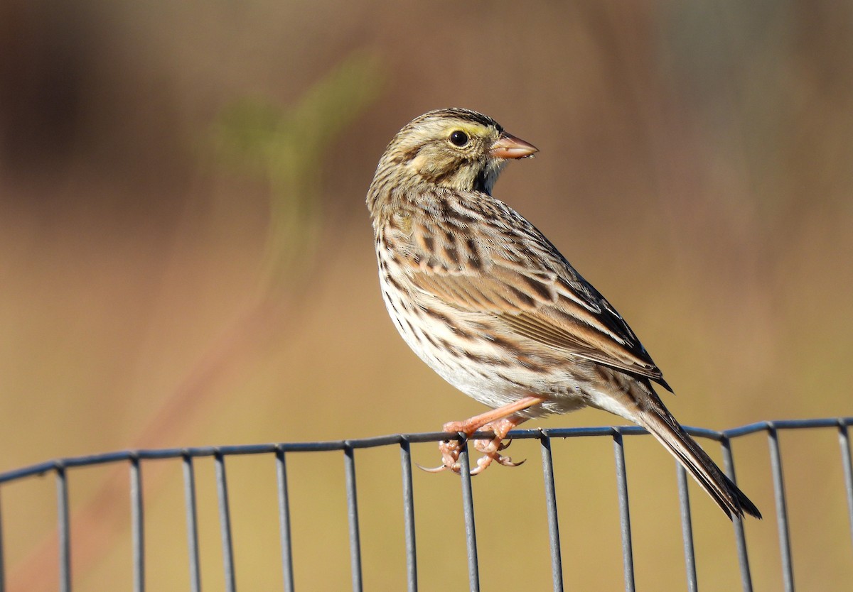 Savannah Sparrow - ML644866464