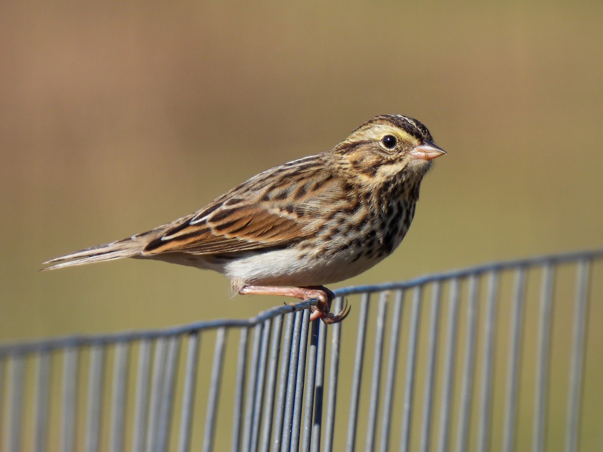 Savannah Sparrow - ML644866465