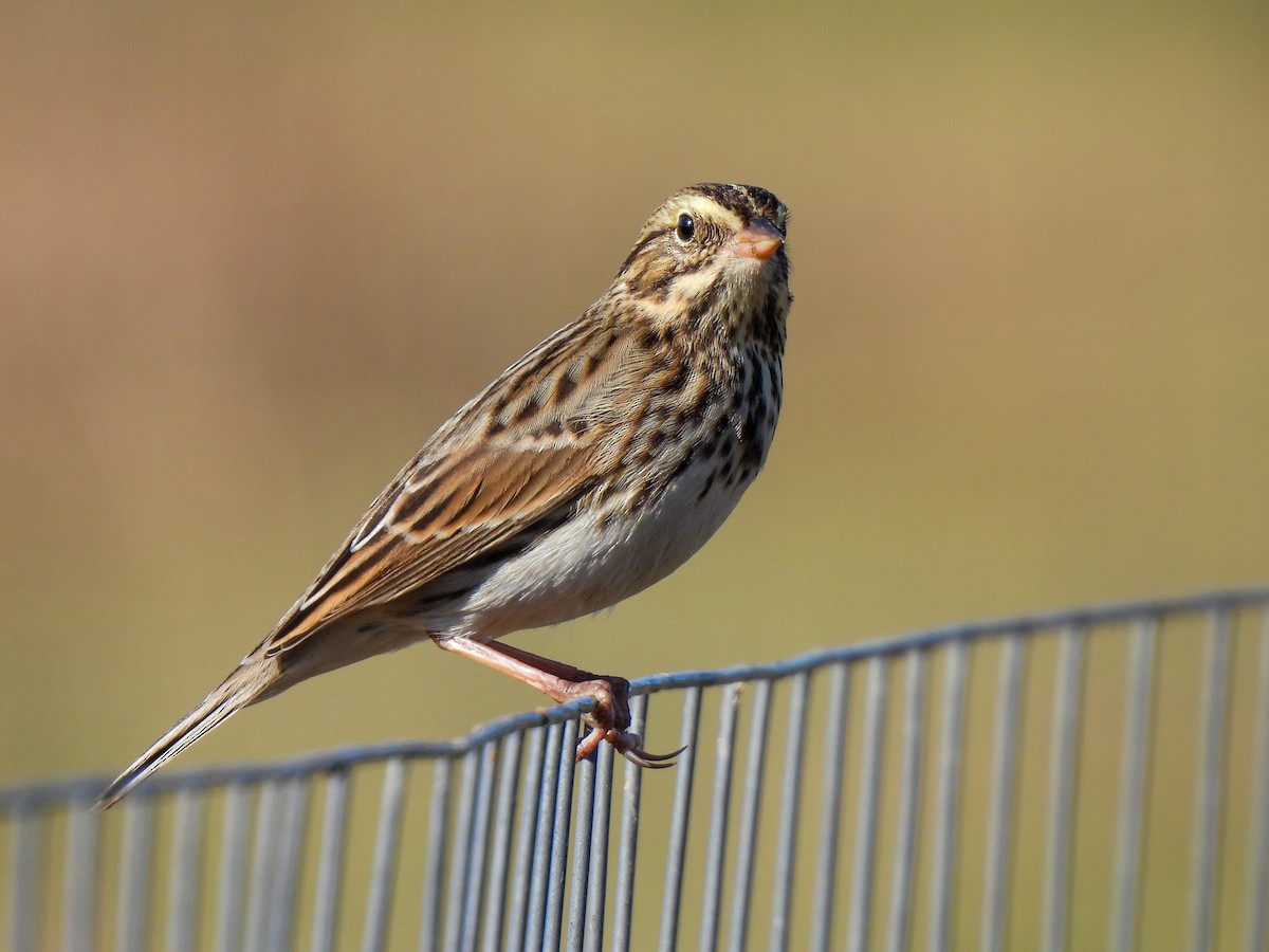 Savannah Sparrow - ML644866466