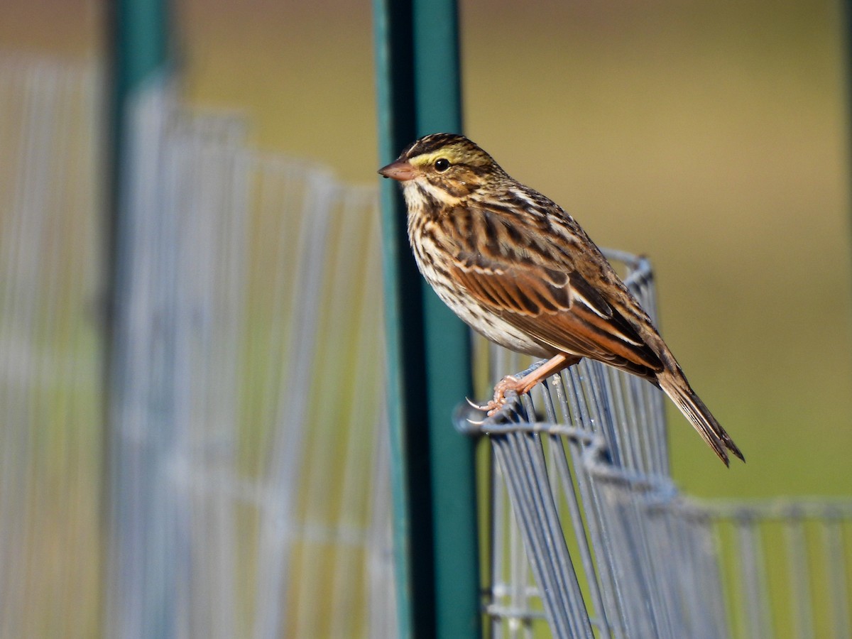 Savannah Sparrow - ML644866467