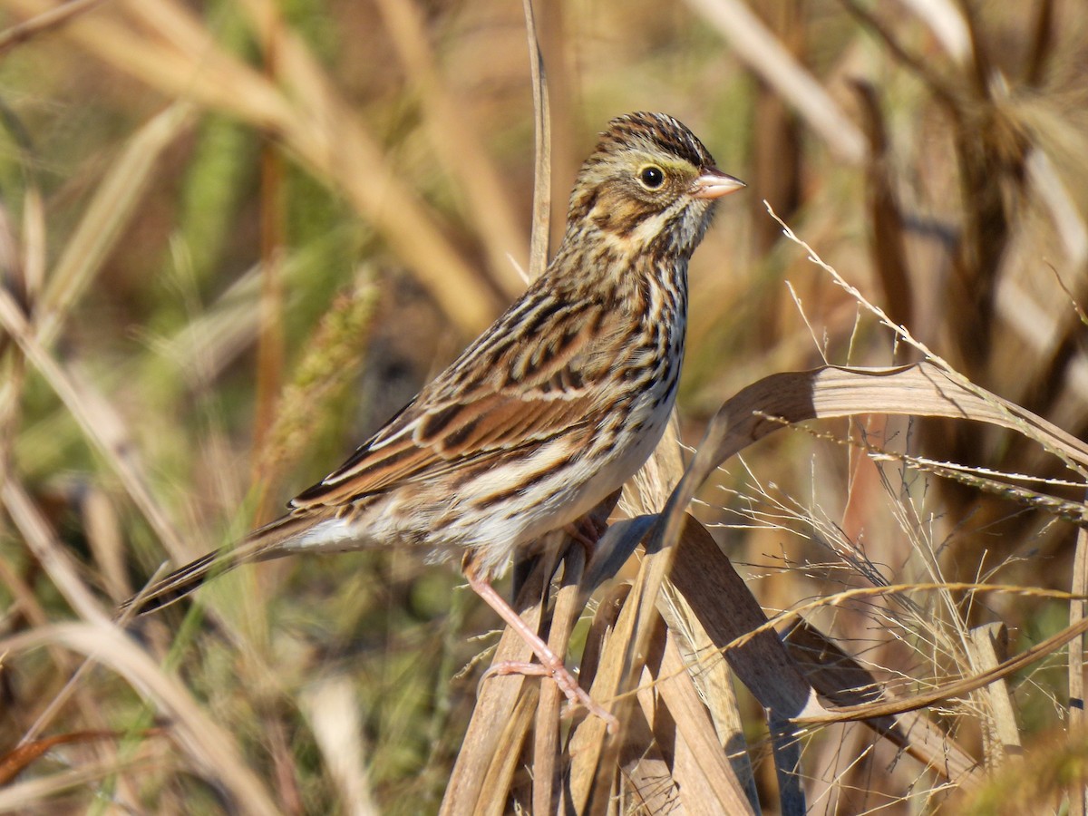 Savannah Sparrow - ML644866468