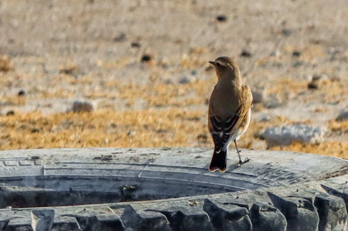 Northern Wheatear - ML644866480