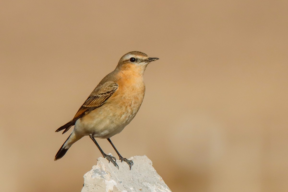 Northern Wheatear - ML644866482