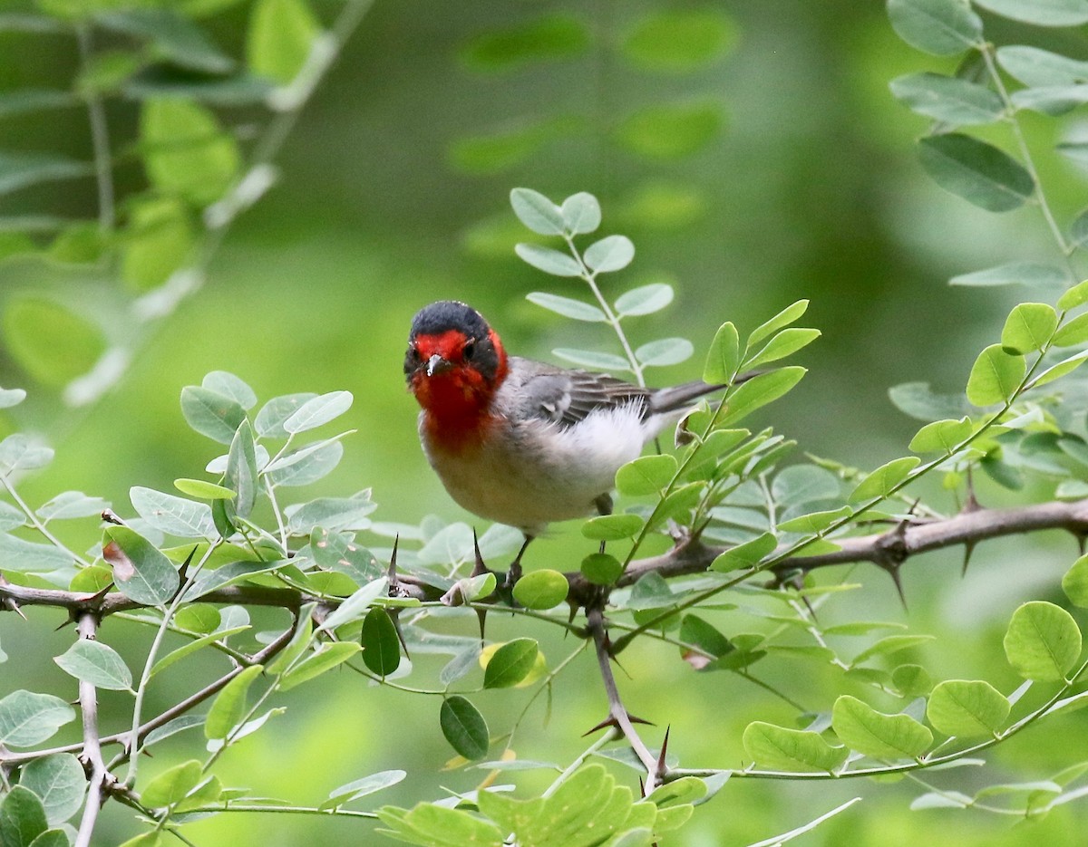 Reinita Carirroja - ML644866488