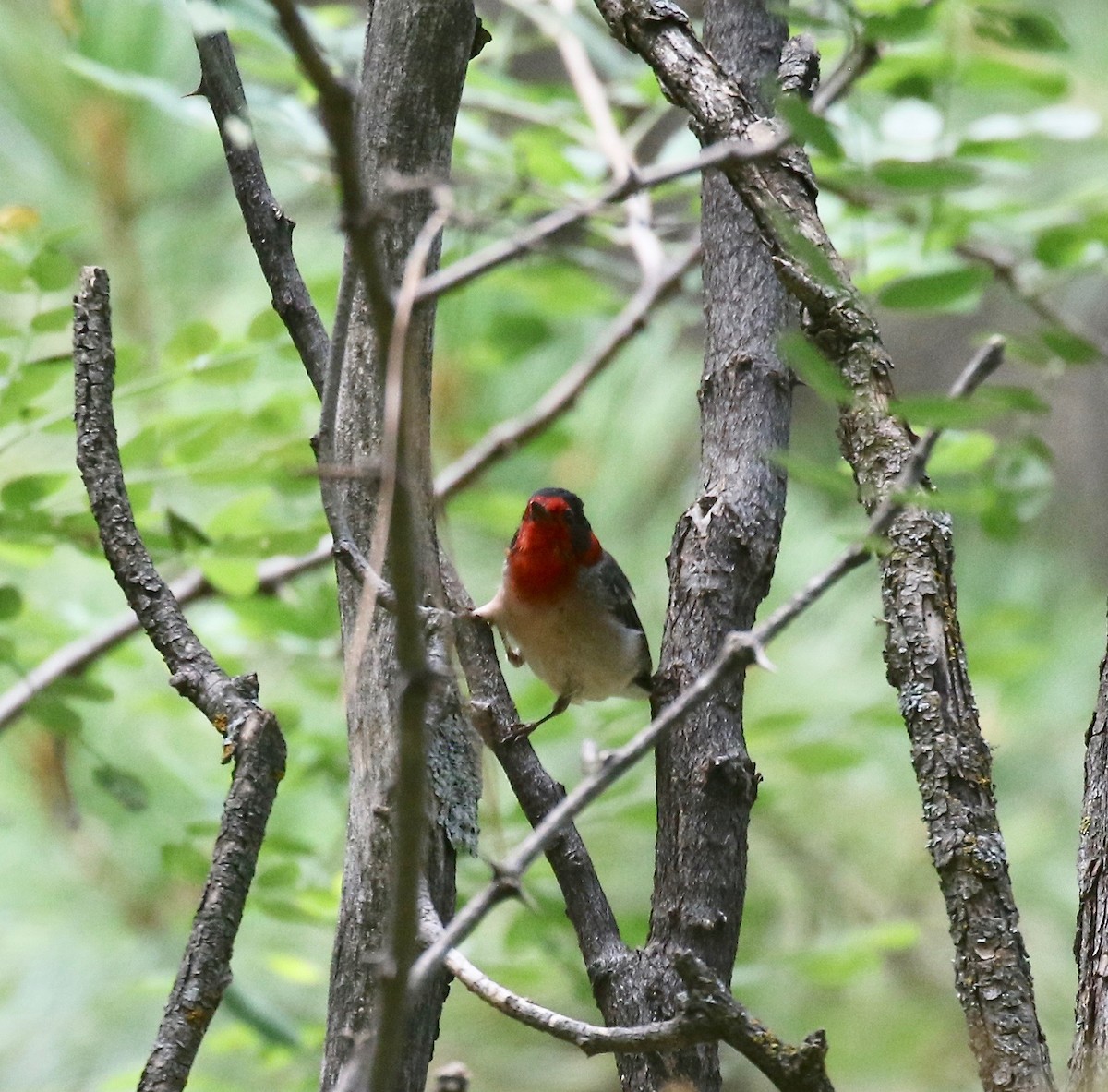 Reinita Carirroja - ML644866490