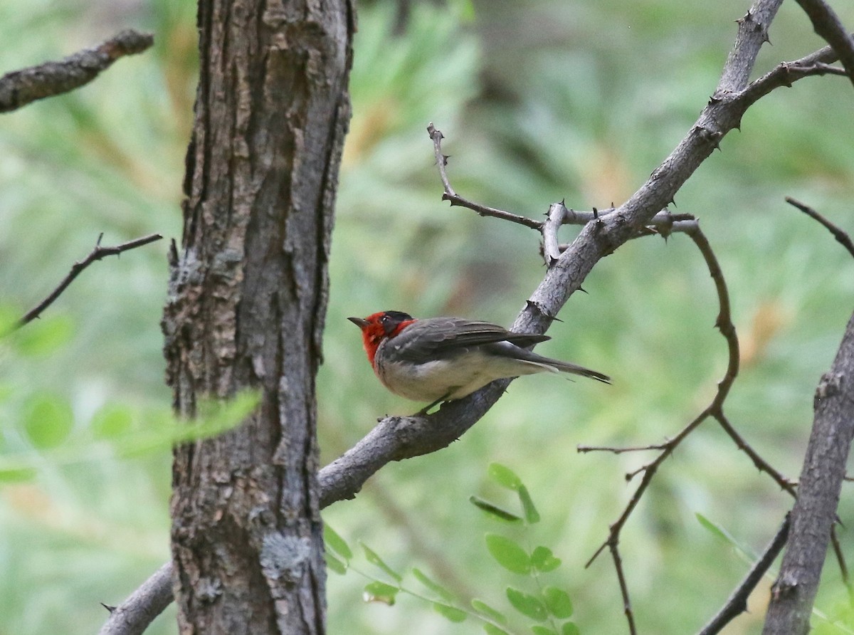 Reinita Carirroja - ML644866492