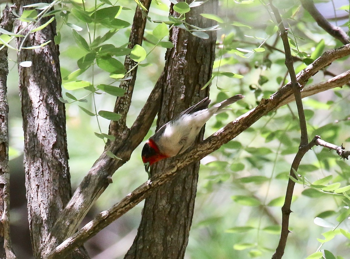 Reinita Carirroja - ML644866493