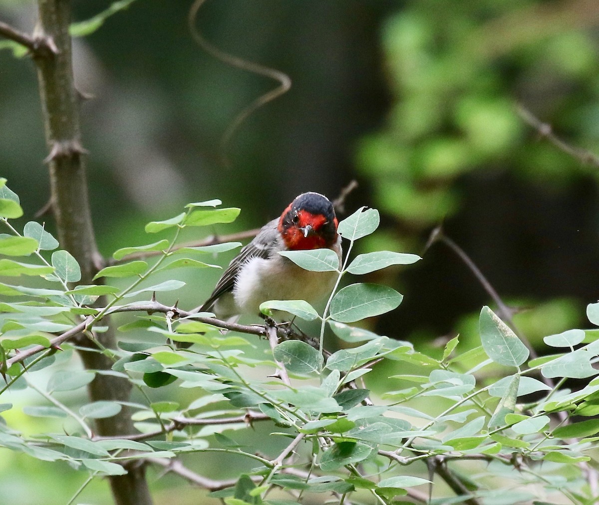 Reinita Carirroja - ML644866494