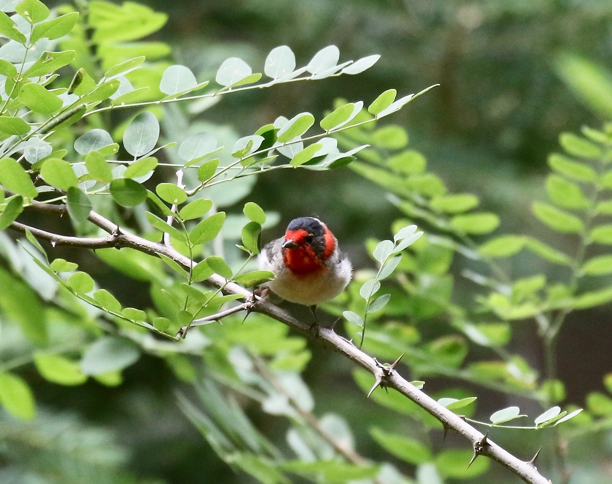 Reinita Carirroja - ML644866495