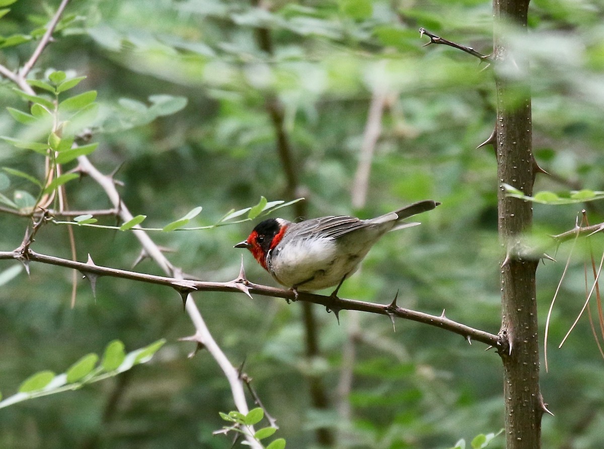 Reinita Carirroja - ML644866496