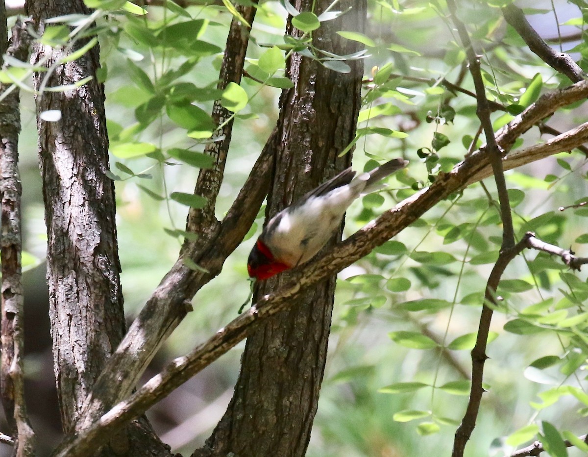 Reinita Carirroja - ML644866497