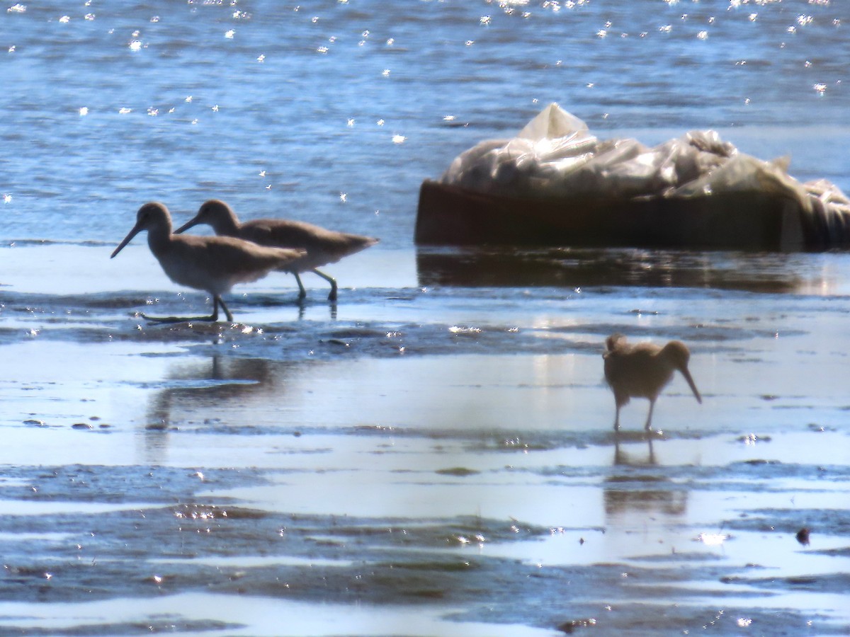 vodouš břehoušovitý - ML644866498