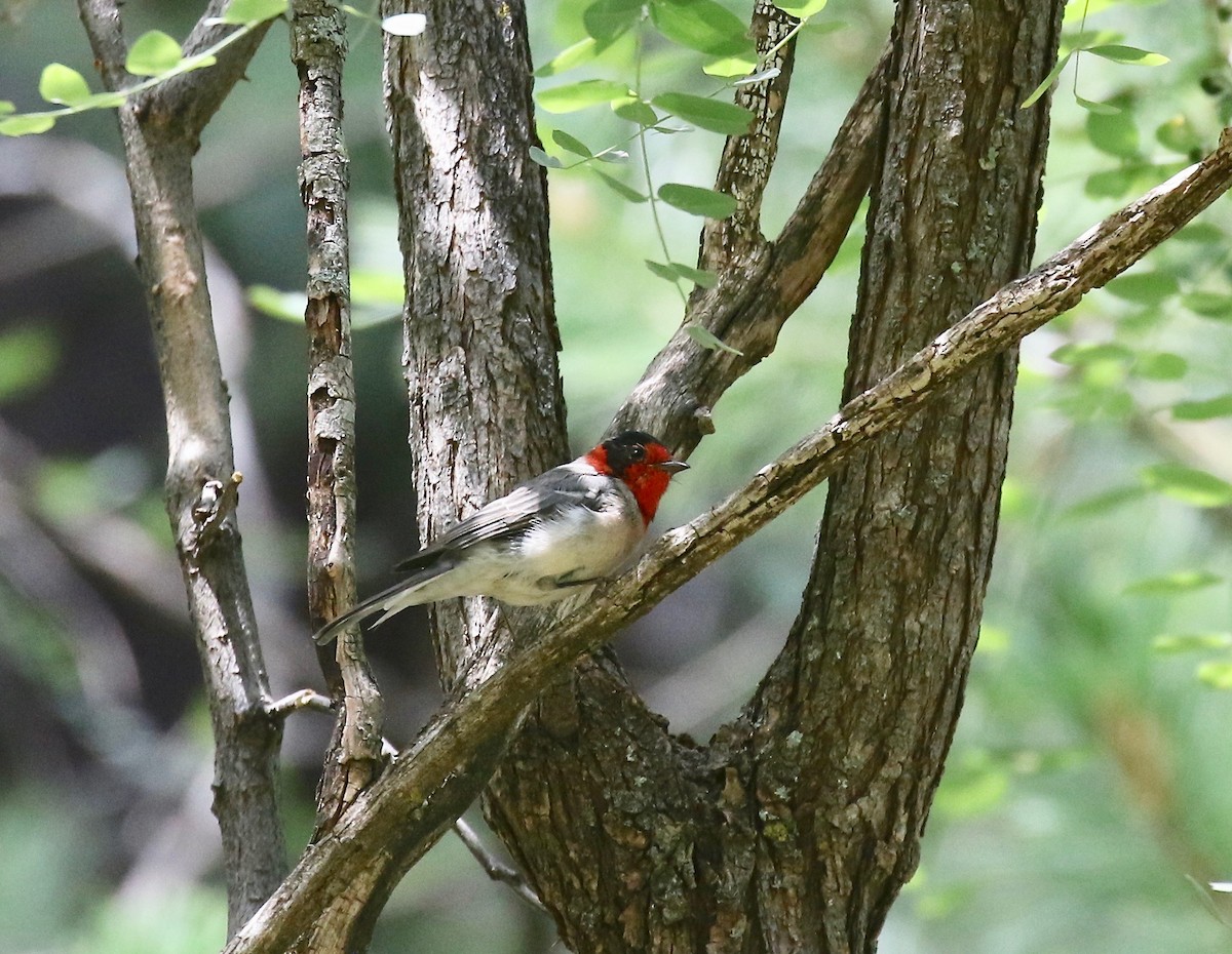 Reinita Carirroja - ML644866499