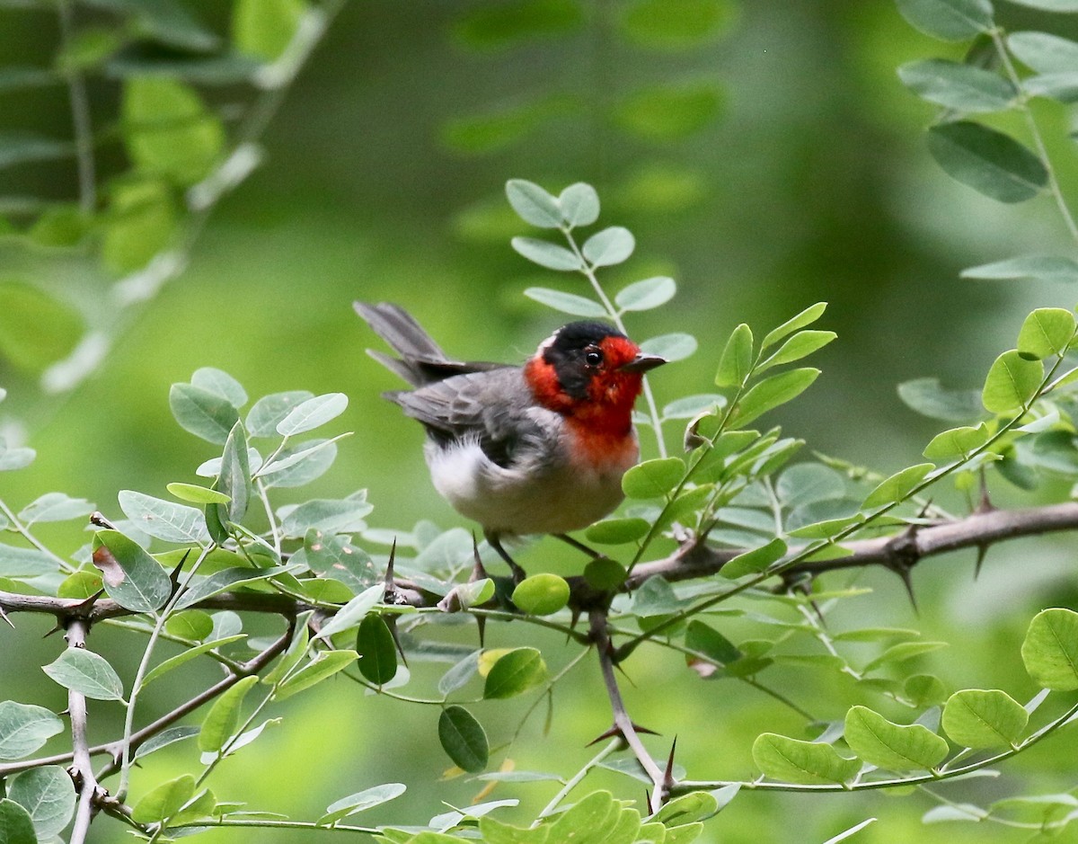 Reinita Carirroja - ML644866500