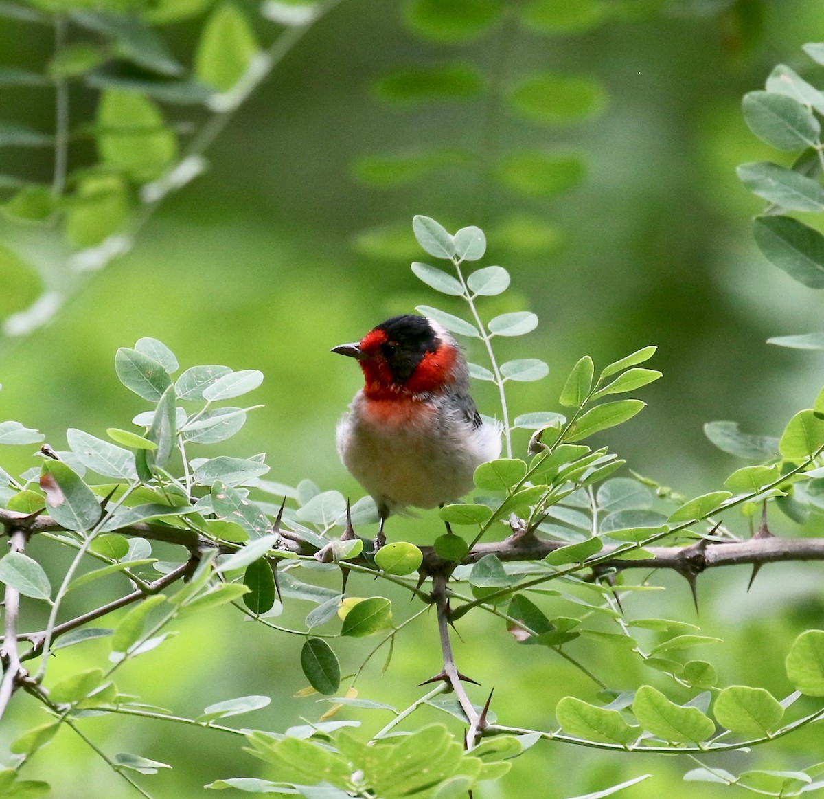 Reinita Carirroja - ML644866501