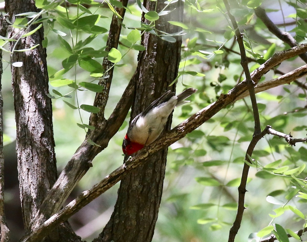 Reinita Carirroja - ML644866502