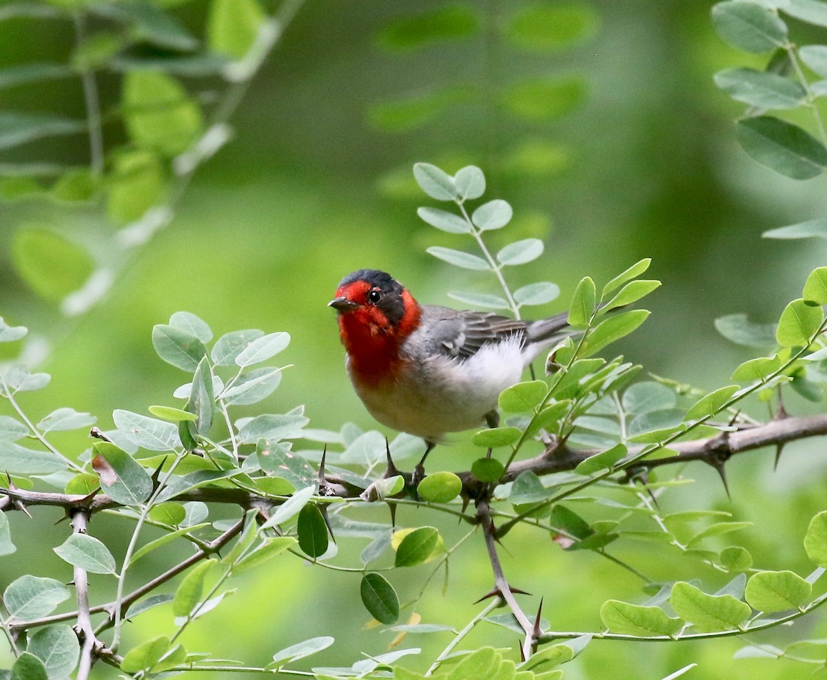 Reinita Carirroja - ML644866504