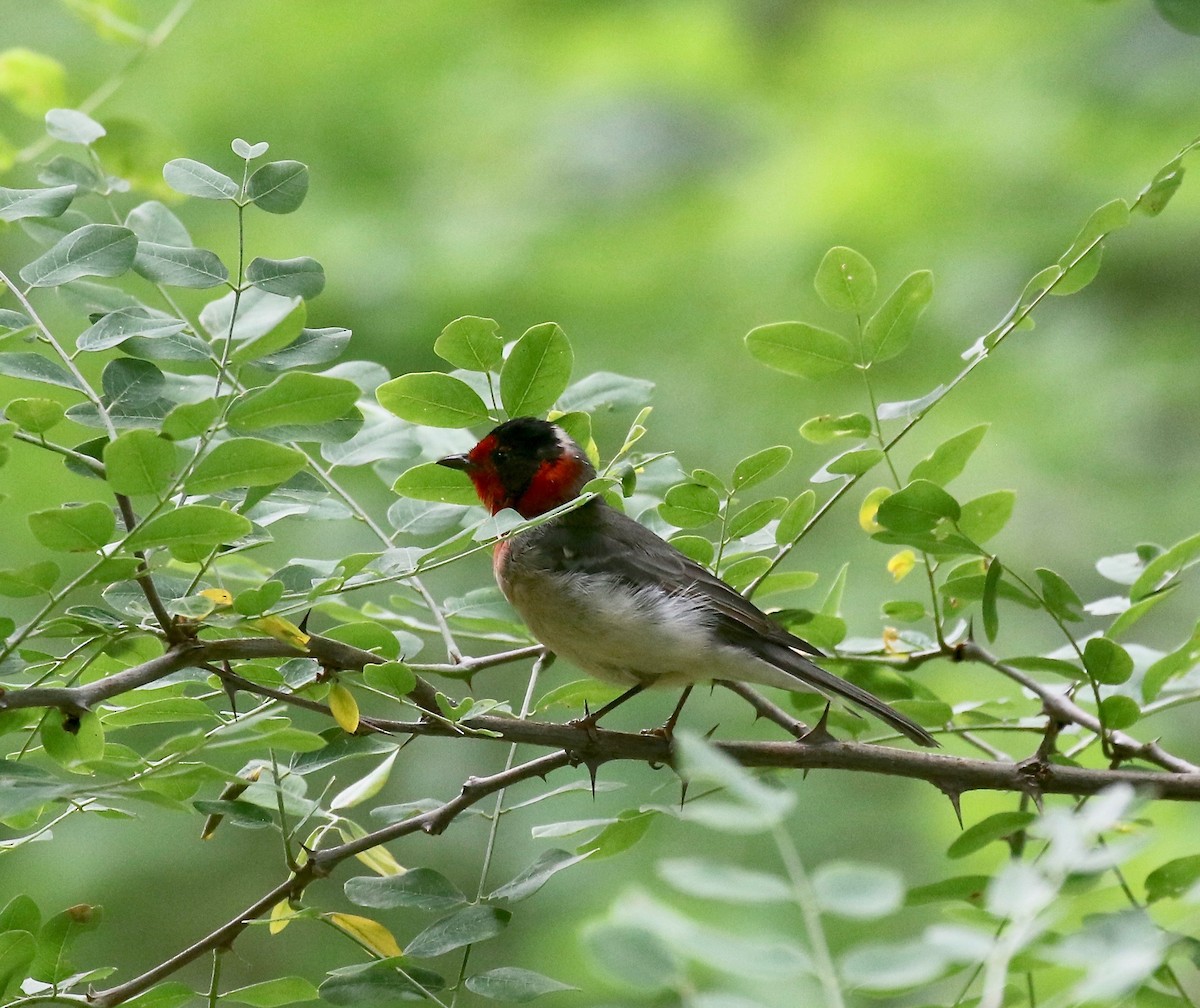 Reinita Carirroja - ML644866505