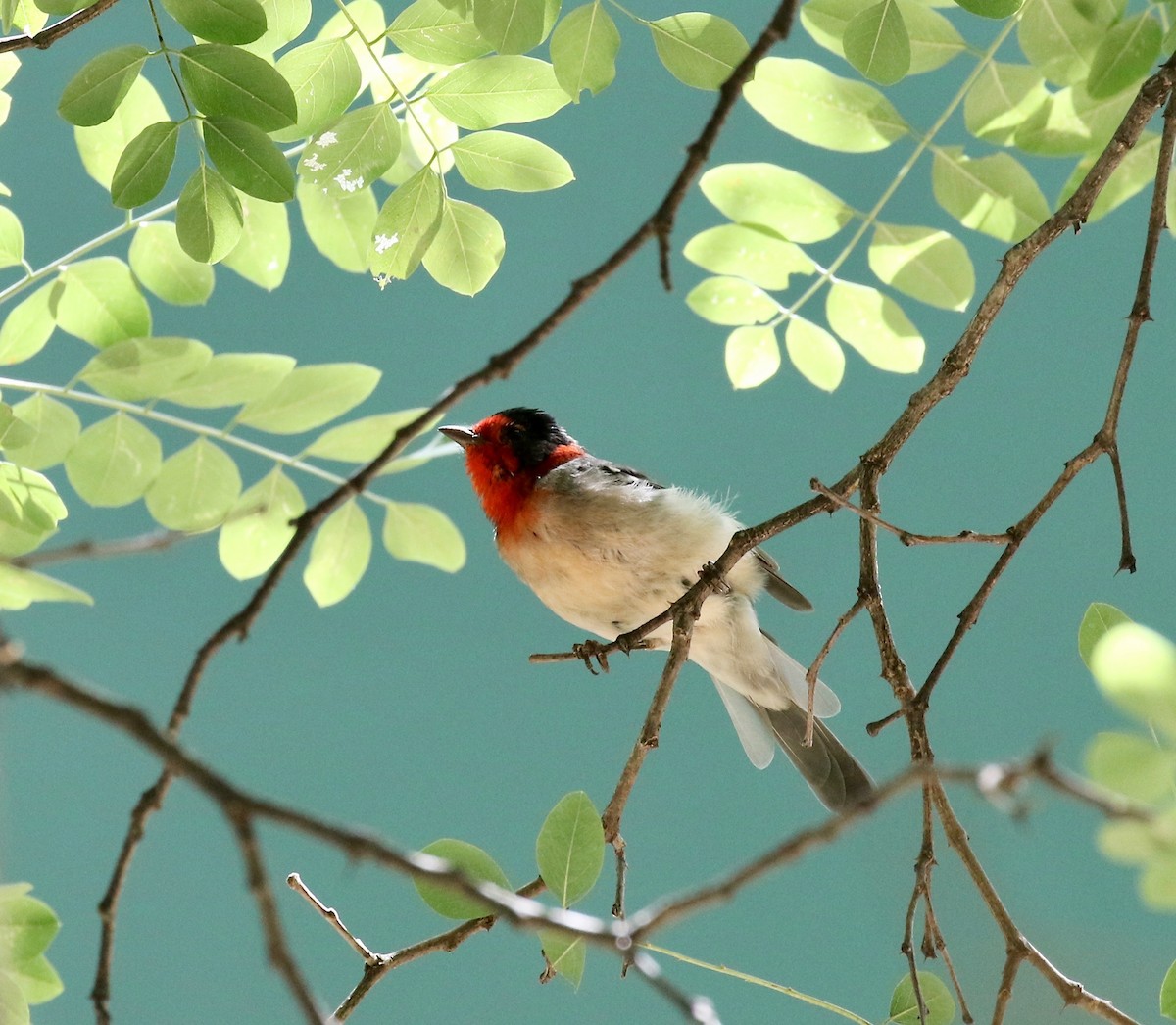 Reinita Carirroja - ML644866506