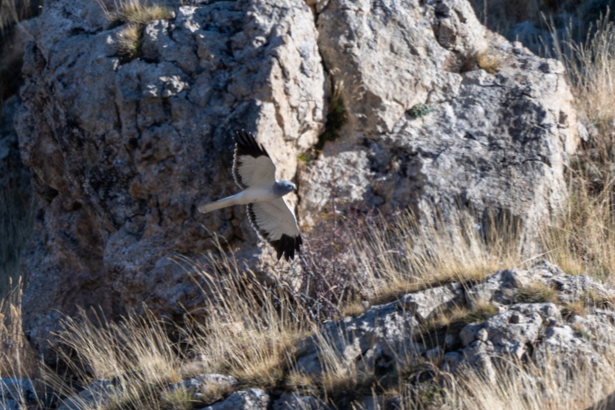 Hen Harrier - ML644866512