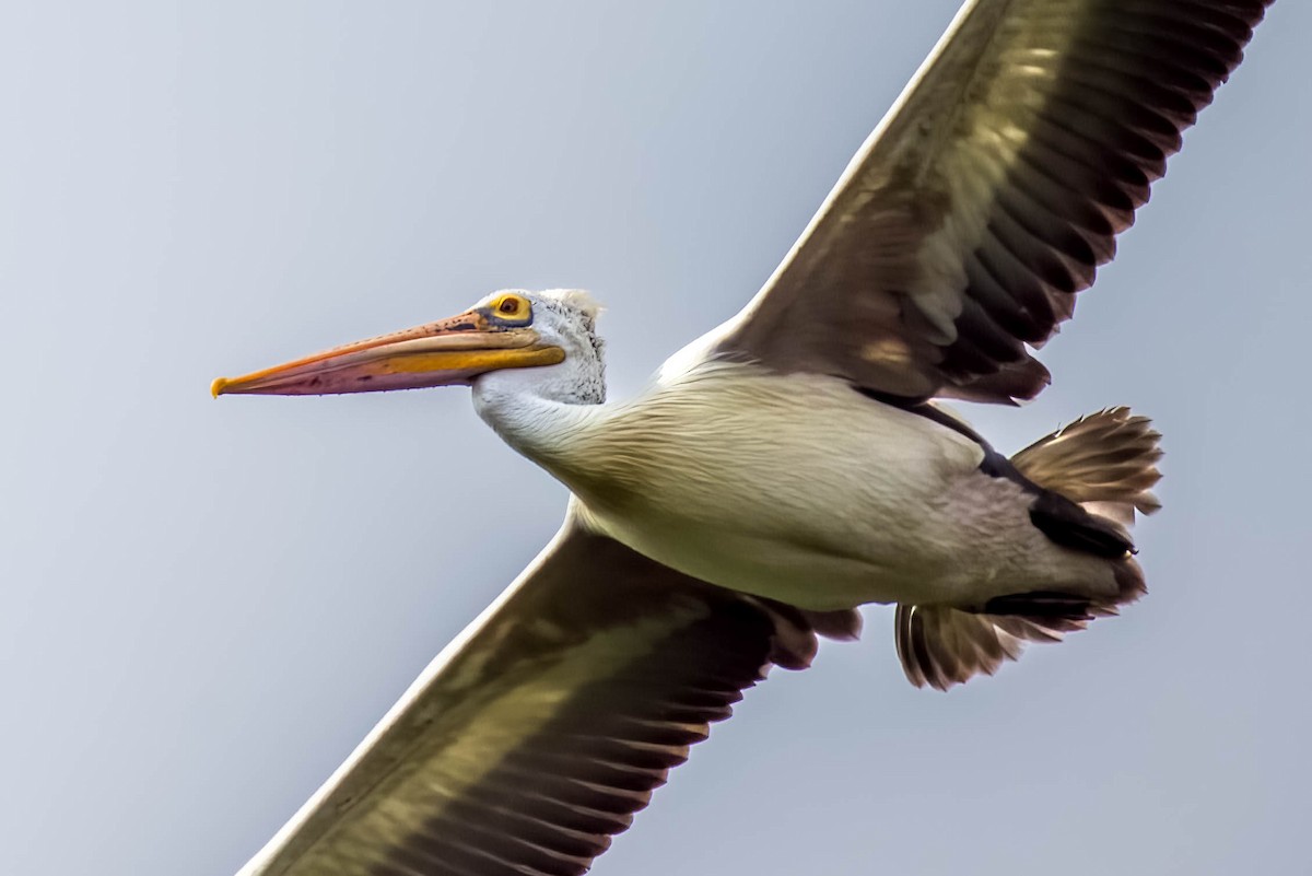 Pelikano tantoduna - ML644866517