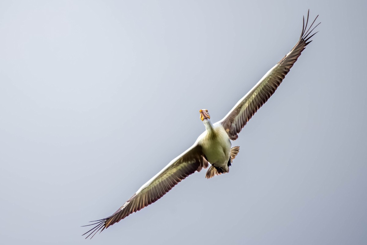 Pelikano tantoduna - ML644866518