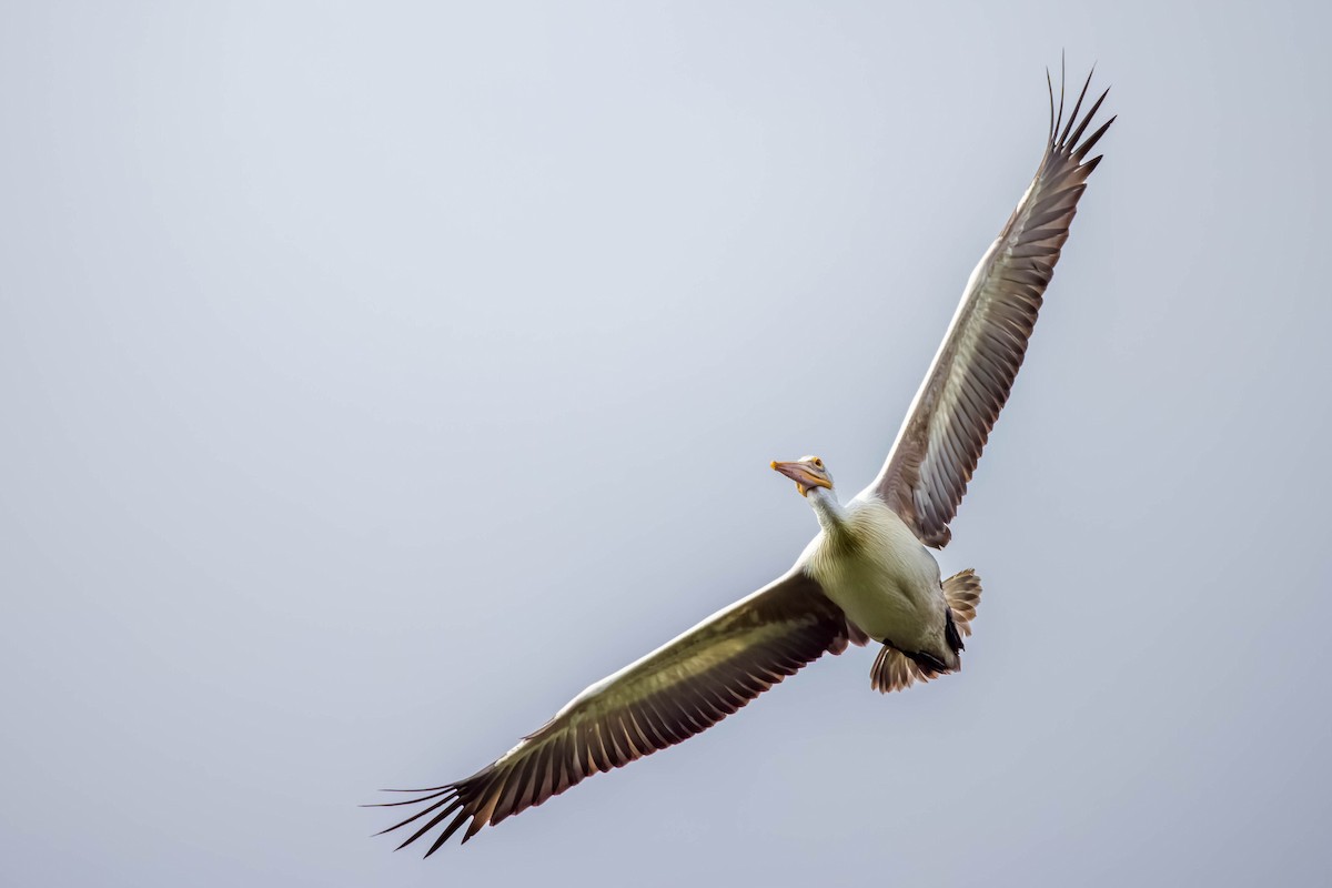 Pelikano tantoduna - ML644866519