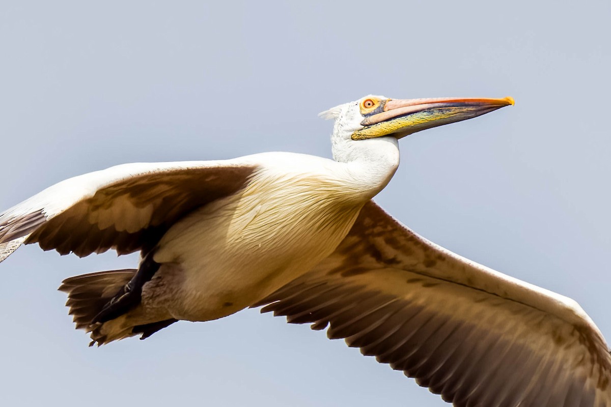 Pelikano tantoduna - ML644866520