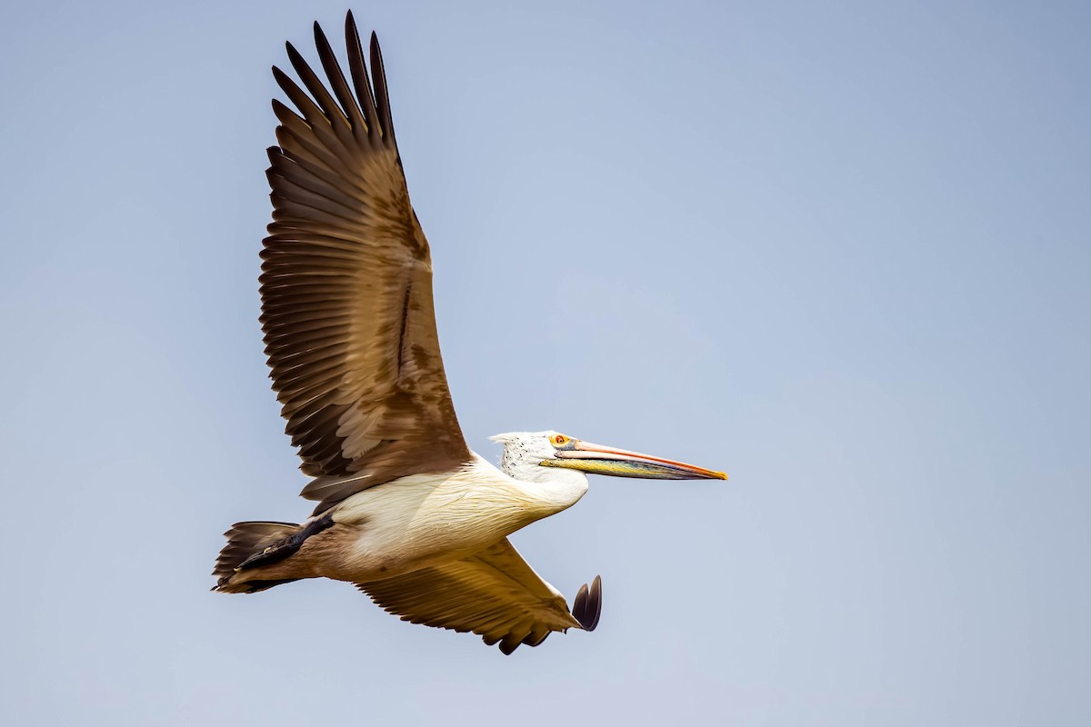 Pelikano tantoduna - ML644866521